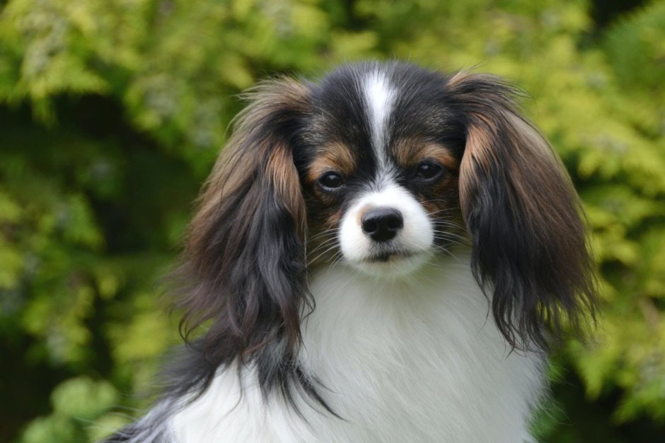 Папильон фален