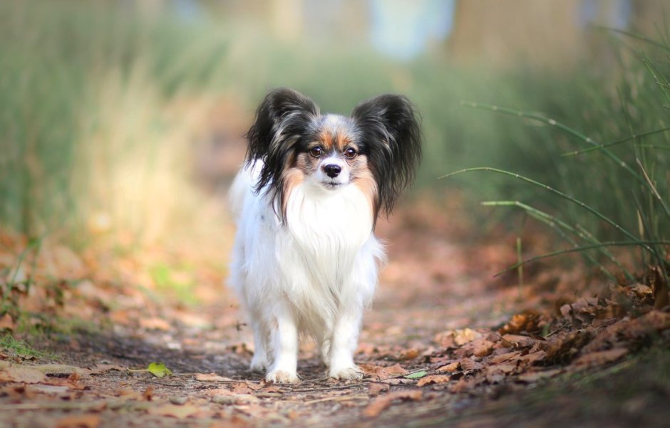 Порода собак Папильон