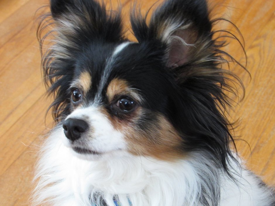 Корги кардиган Блю Мерль