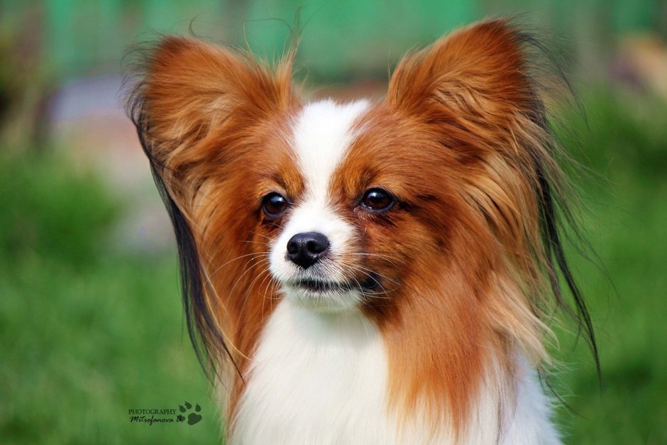 Папильон бабочка