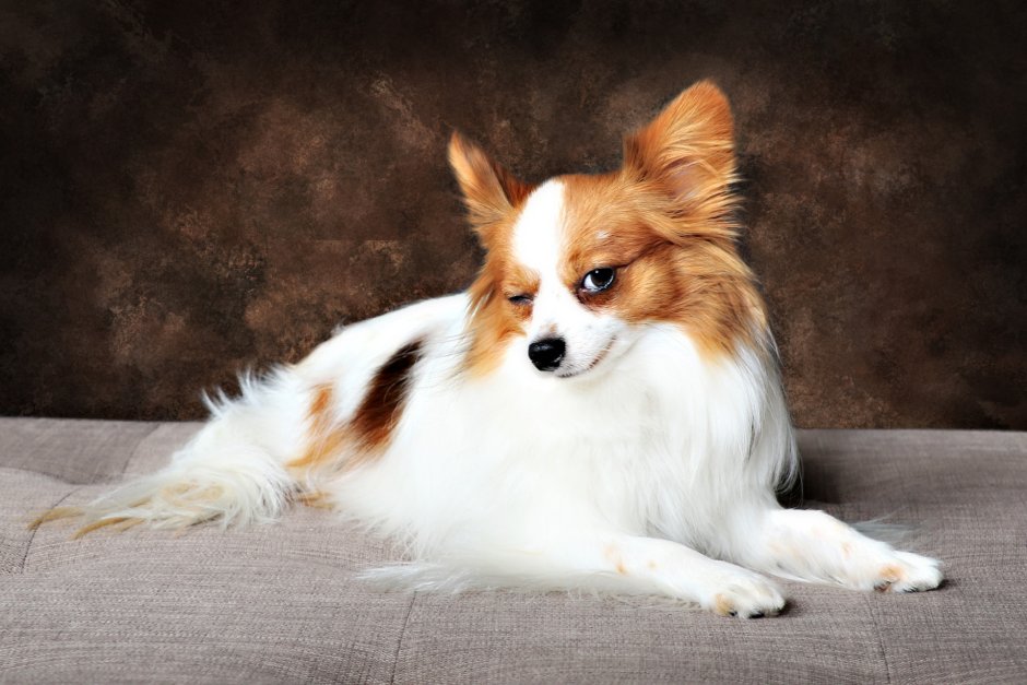 Папильон/Папийон/континентальный той спаниель