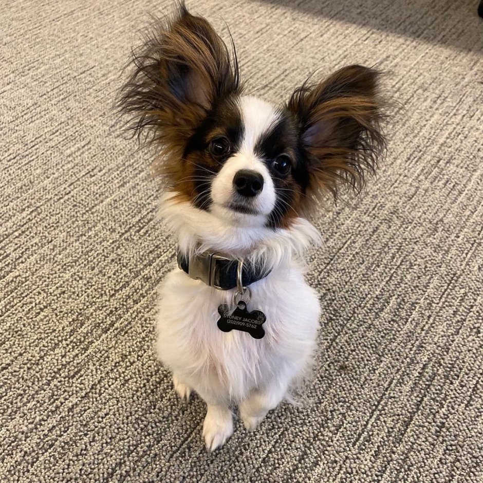 Шпиц Папильон бабочка