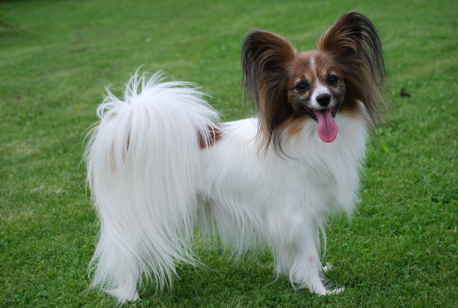 Папильон/Папийон/континентальный той спаниель