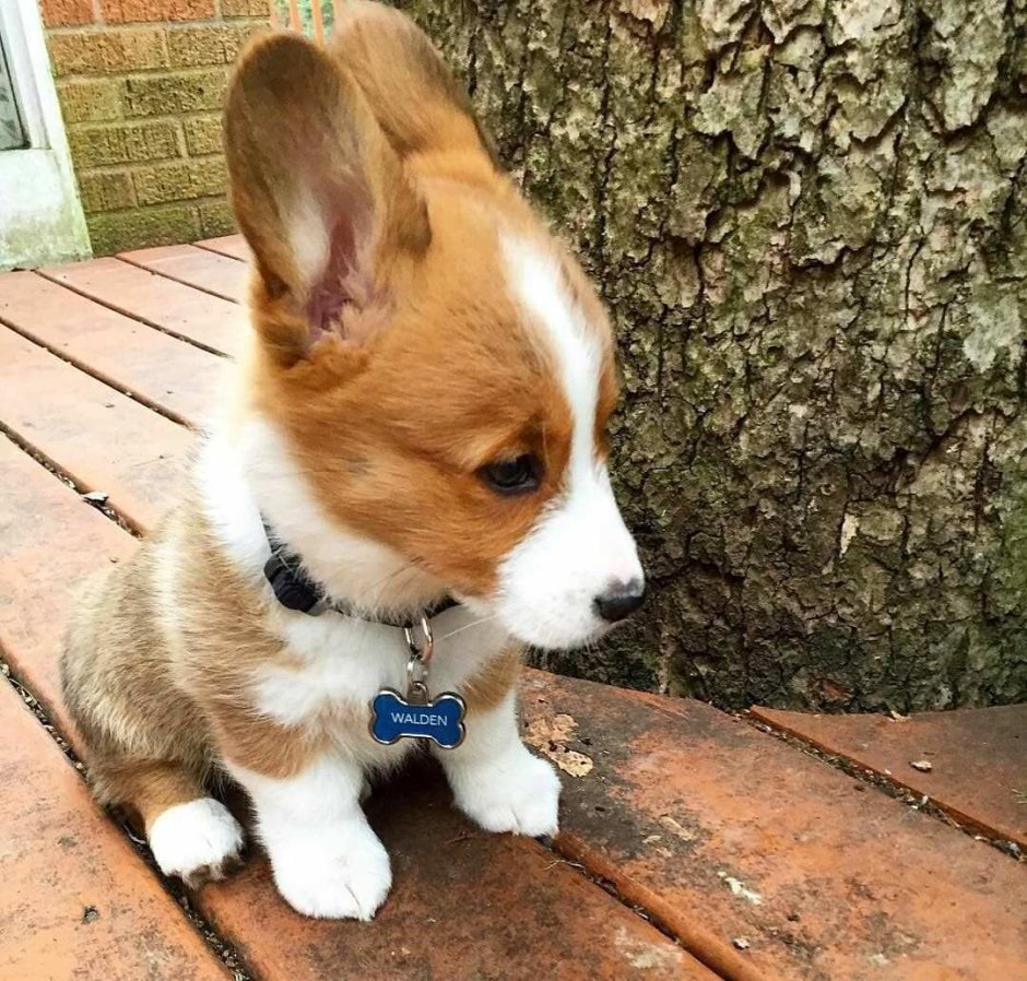 Папильон (континентальный той-спаниель)