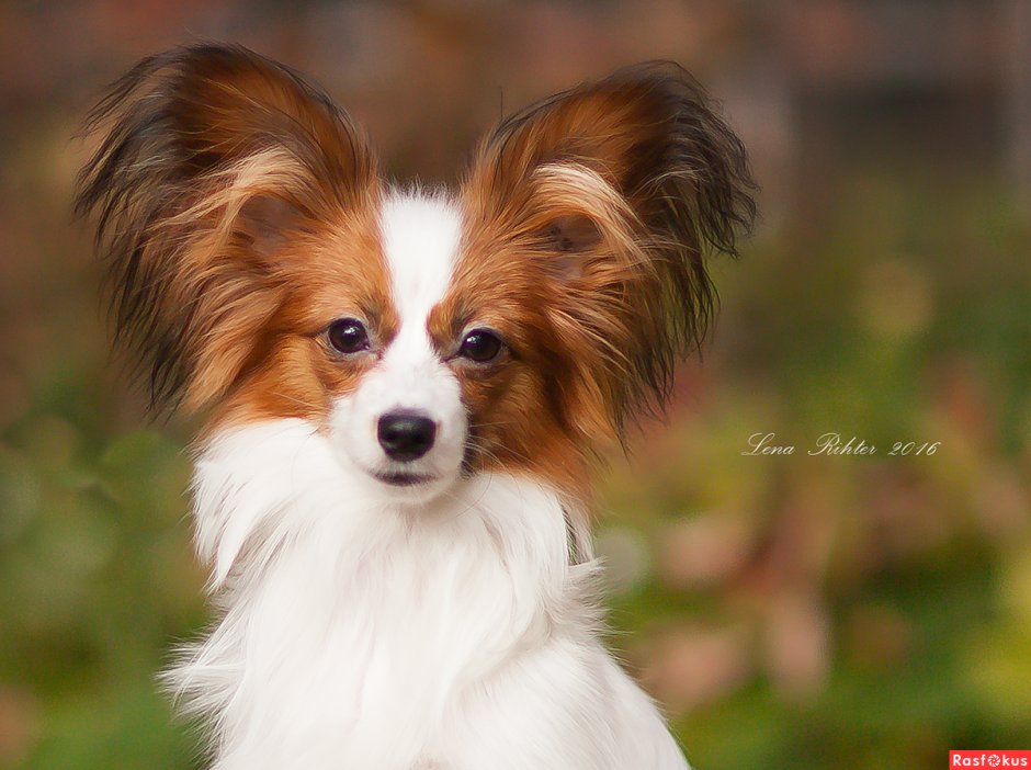 Папильон и шпиц