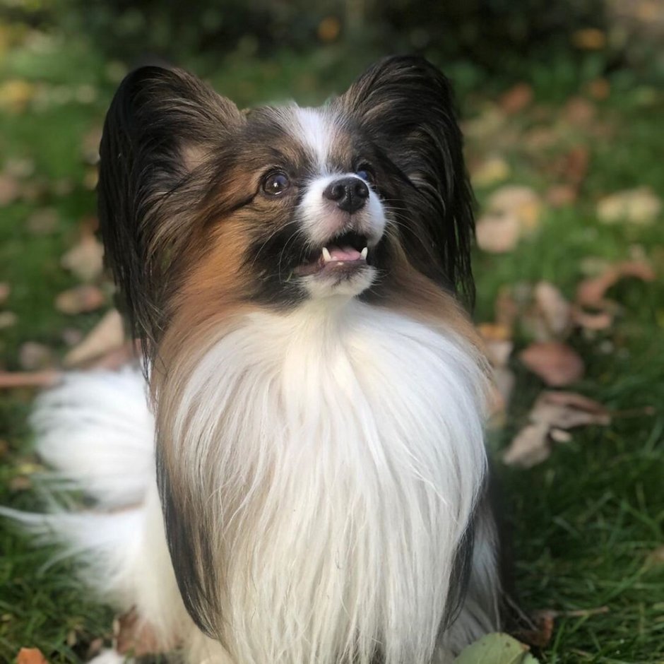 Папильон оранжевый