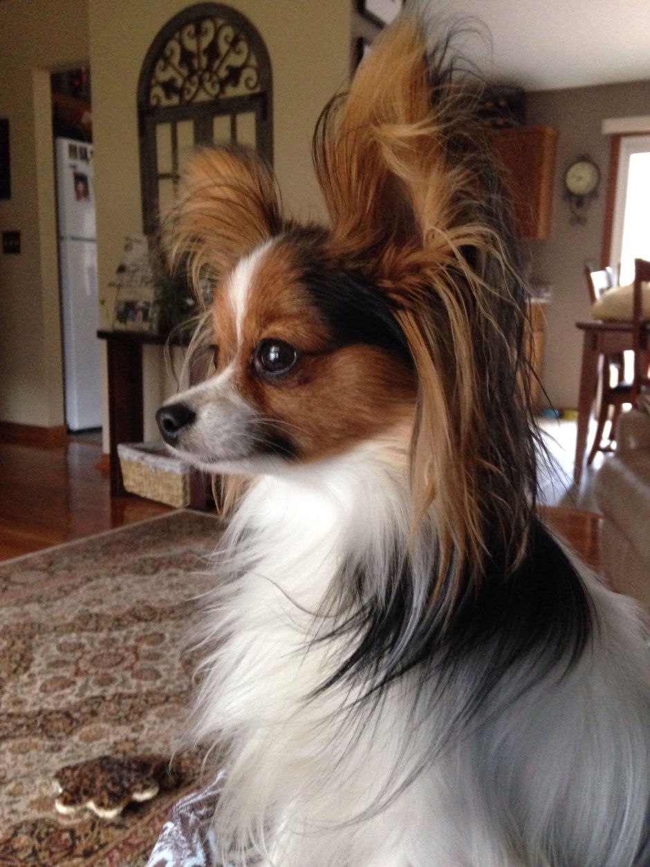 Папильон фален