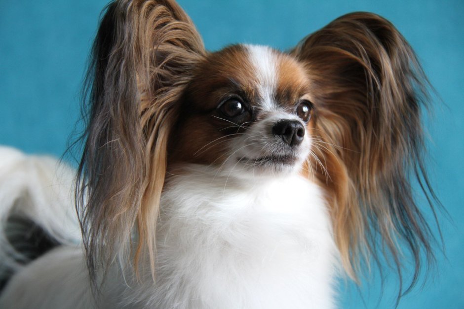 Порода собак бабочка Папильон