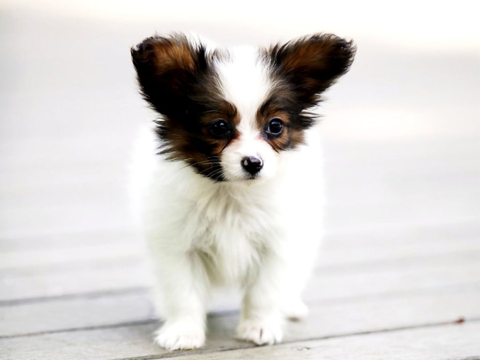 Папильон бабочка спаниель