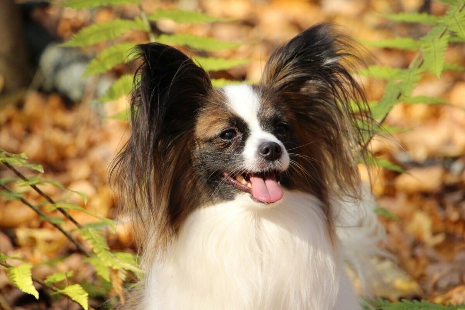 Папийон порода собак