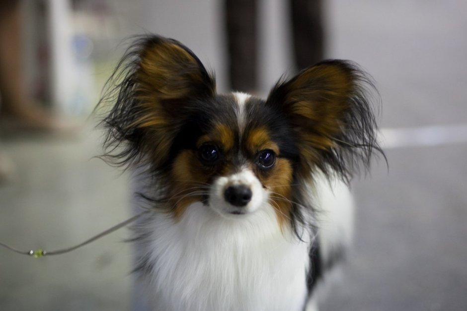 Папийон порода собак