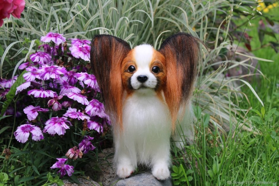 Hansa Папийон