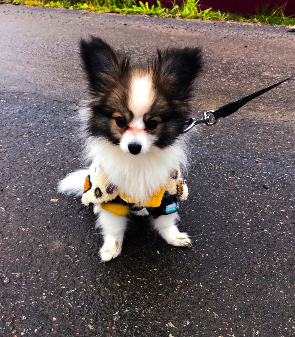 Собака бабочка