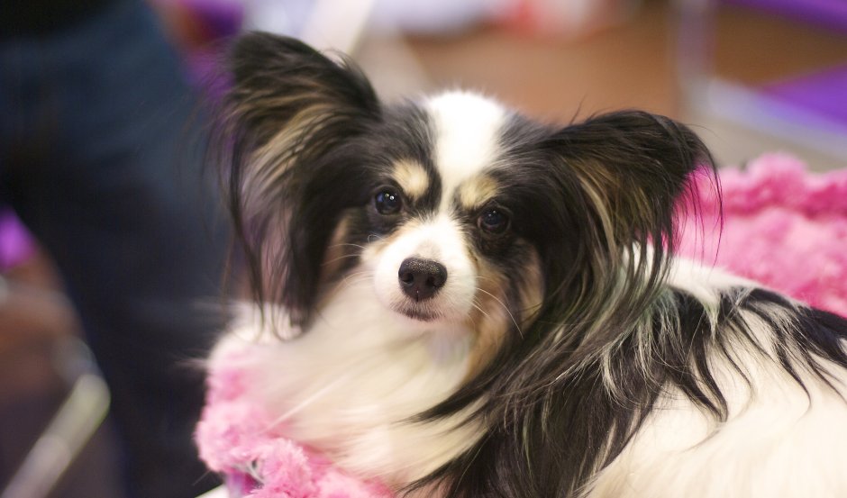 Папильон у которого очень длинная шерсть