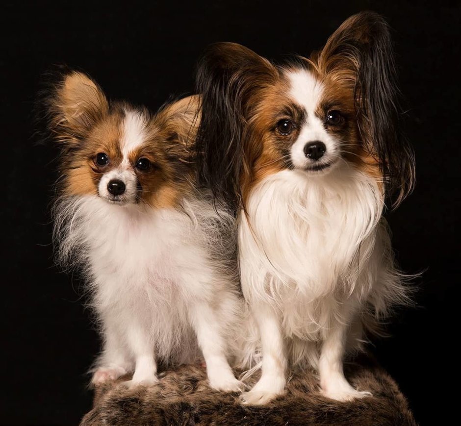 Папильон собака