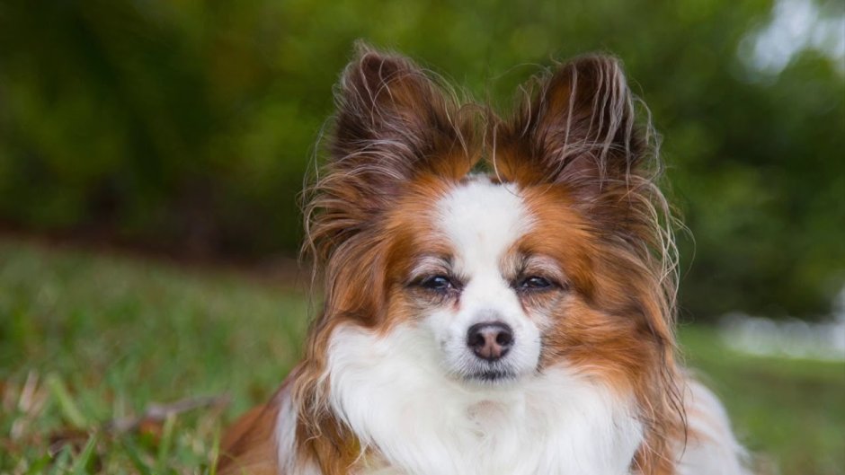 Папильон фален