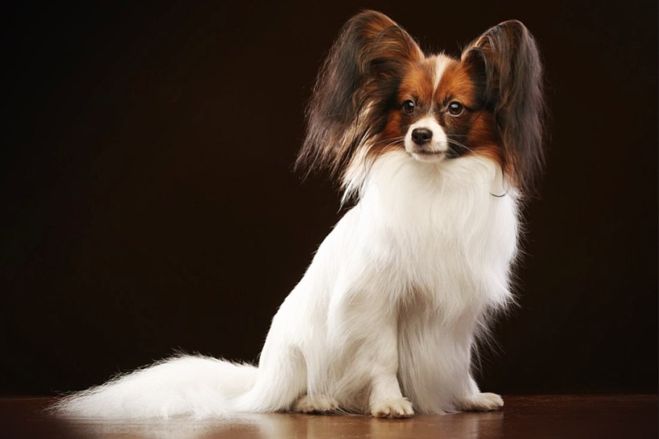 Папильон терьер