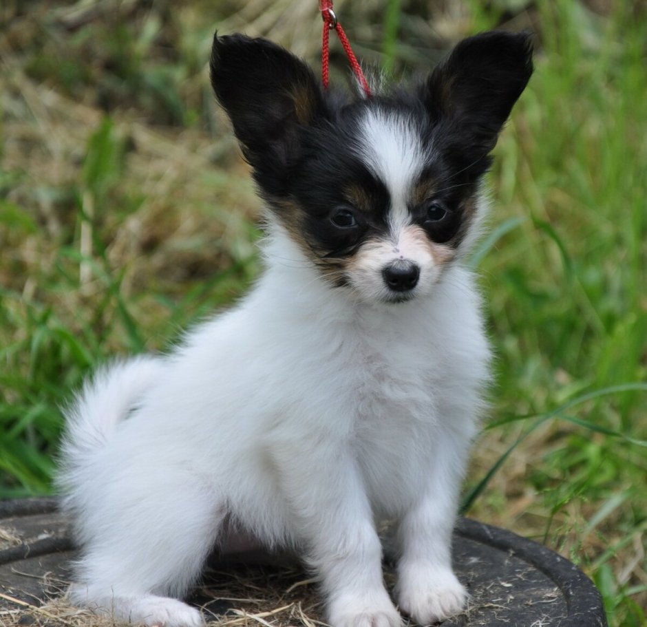 Мальтийский Папильон