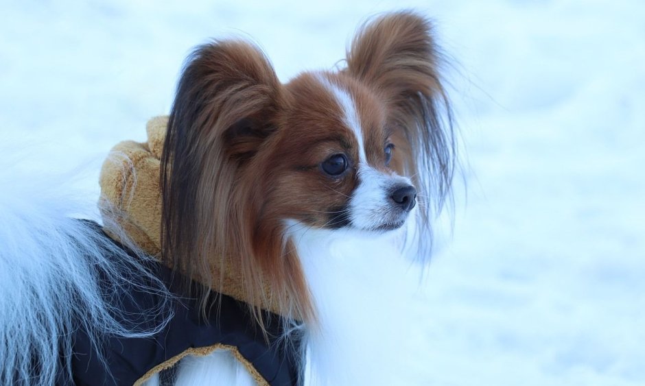 Маленькая собачка Папильон