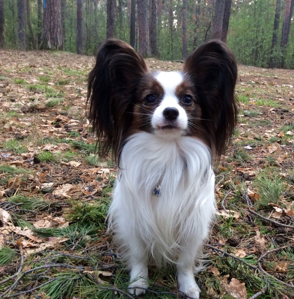 Чёрный Папильон пушистый