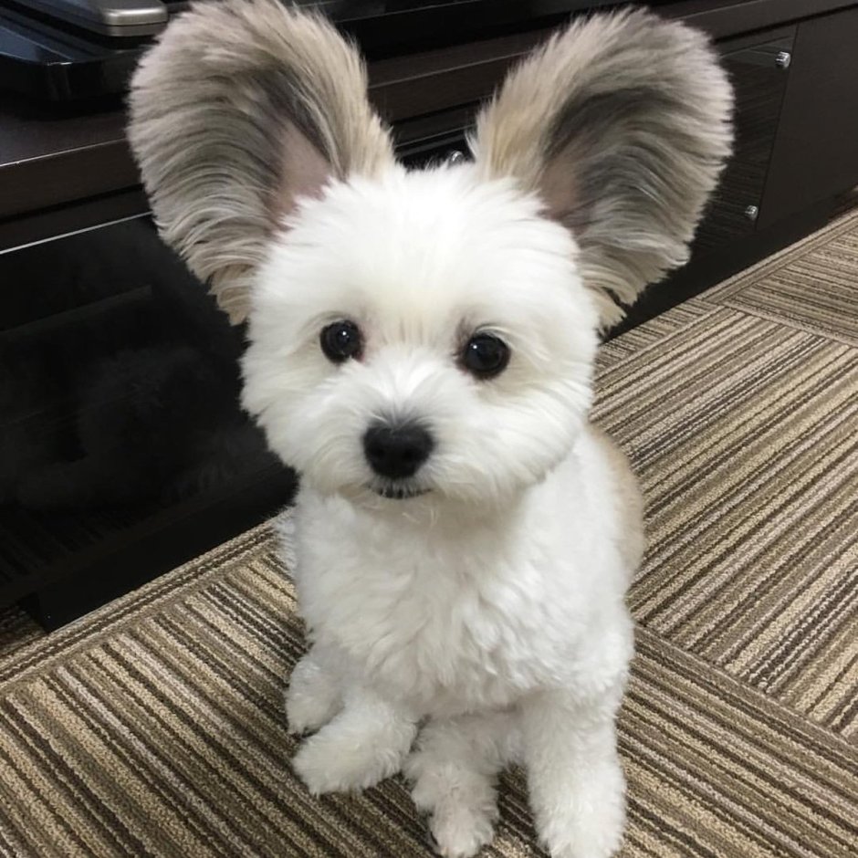 Папильон и шпиц