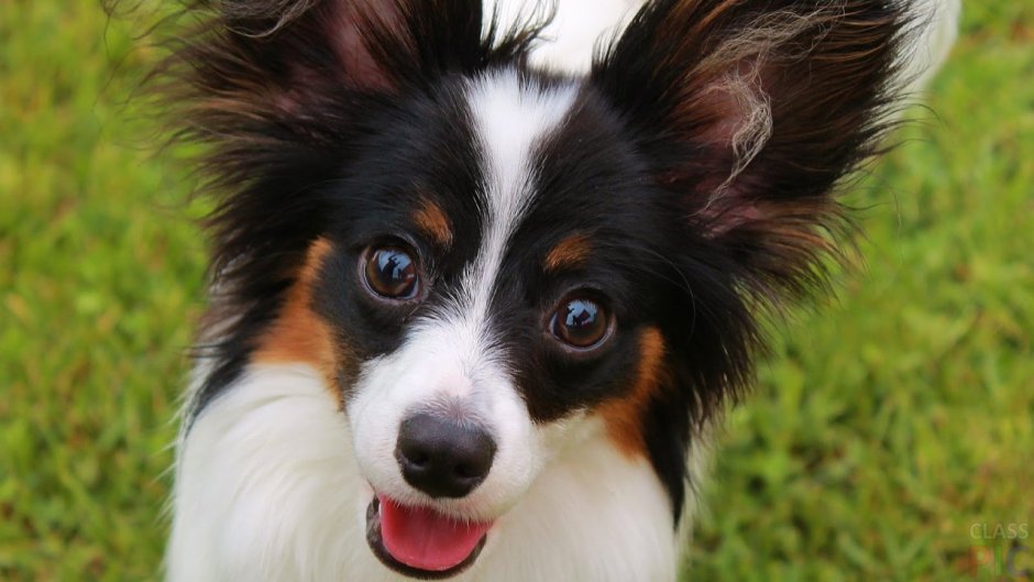 Собачка с большими ушками