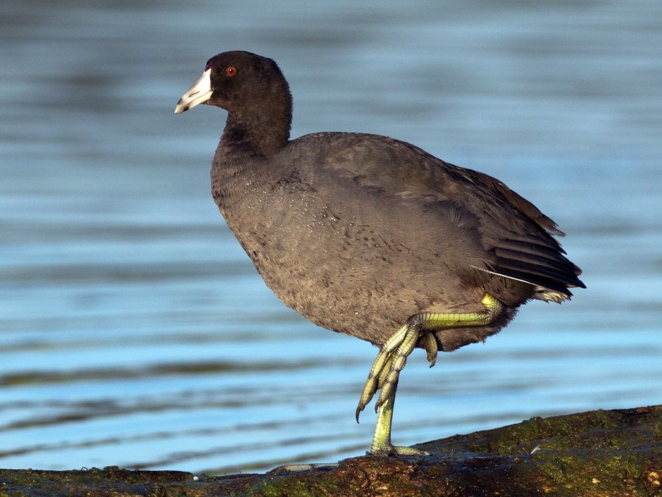 American Coot female