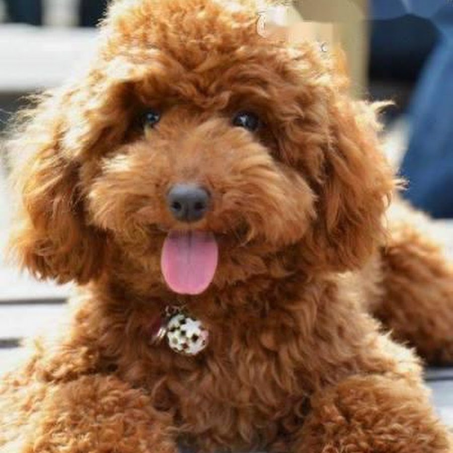 Карамельный пудель