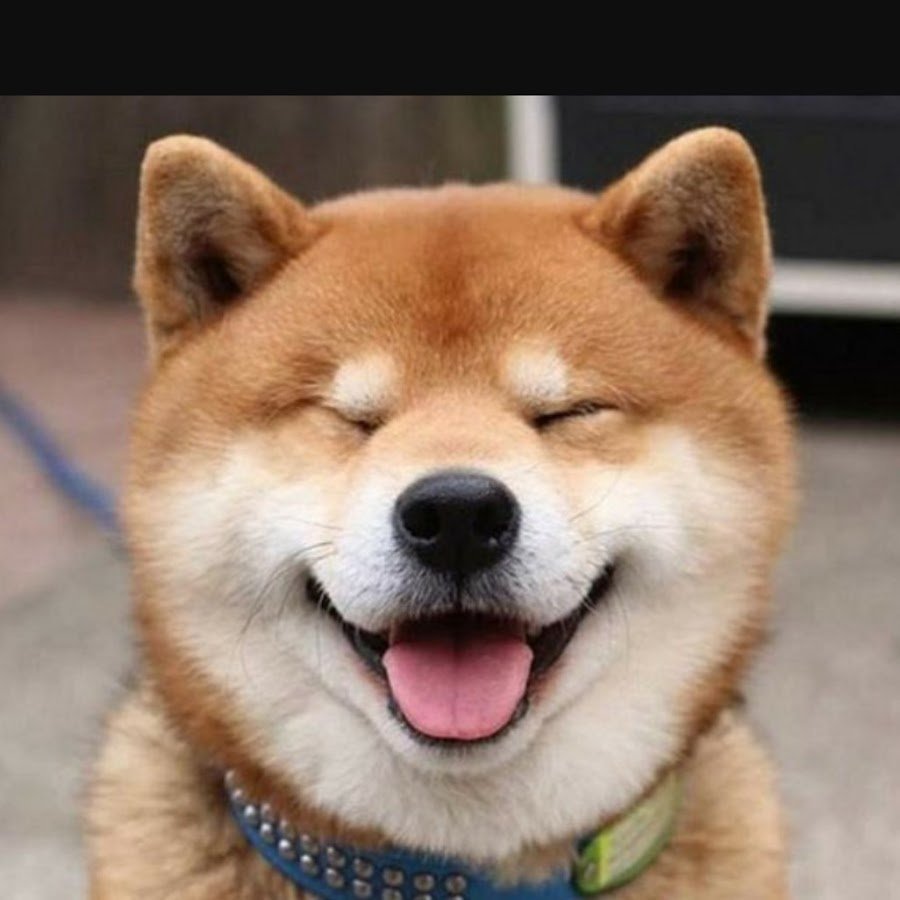 Собака улыбака сабаину