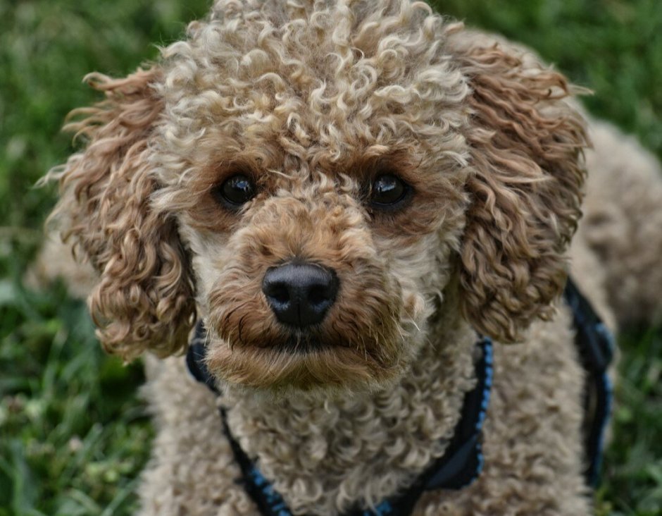 Кудрявая ушастая собака