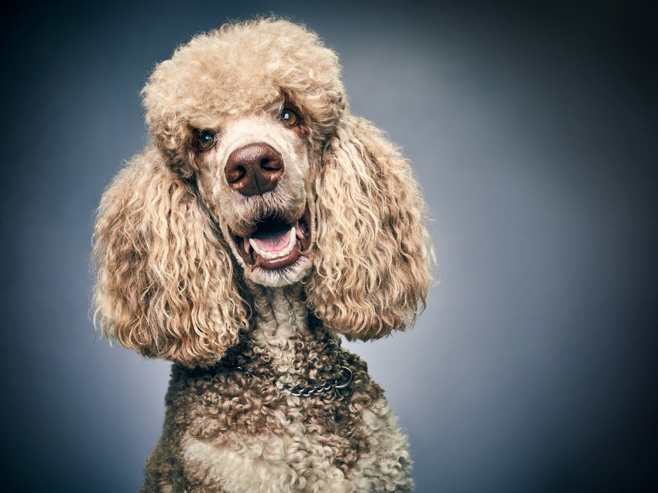 Карликовый пудель