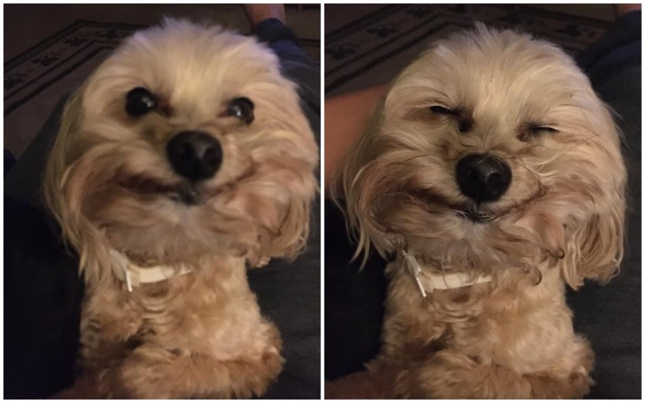 Собака которая улыбается кудрявая