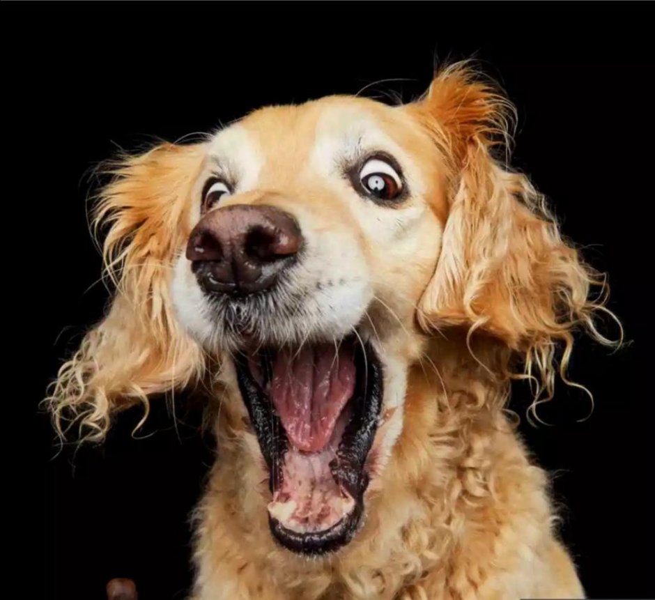 Восторженная собака