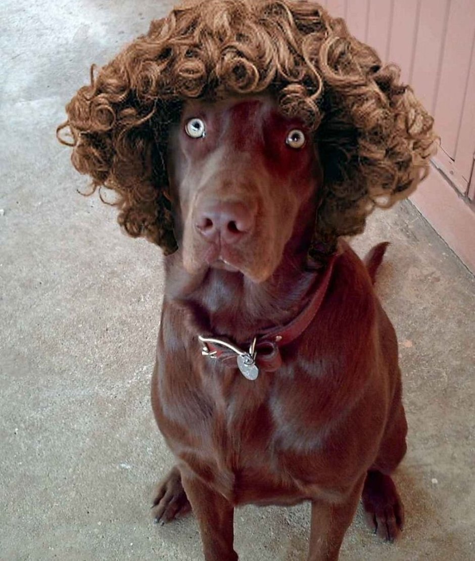 Кудрявый смешной