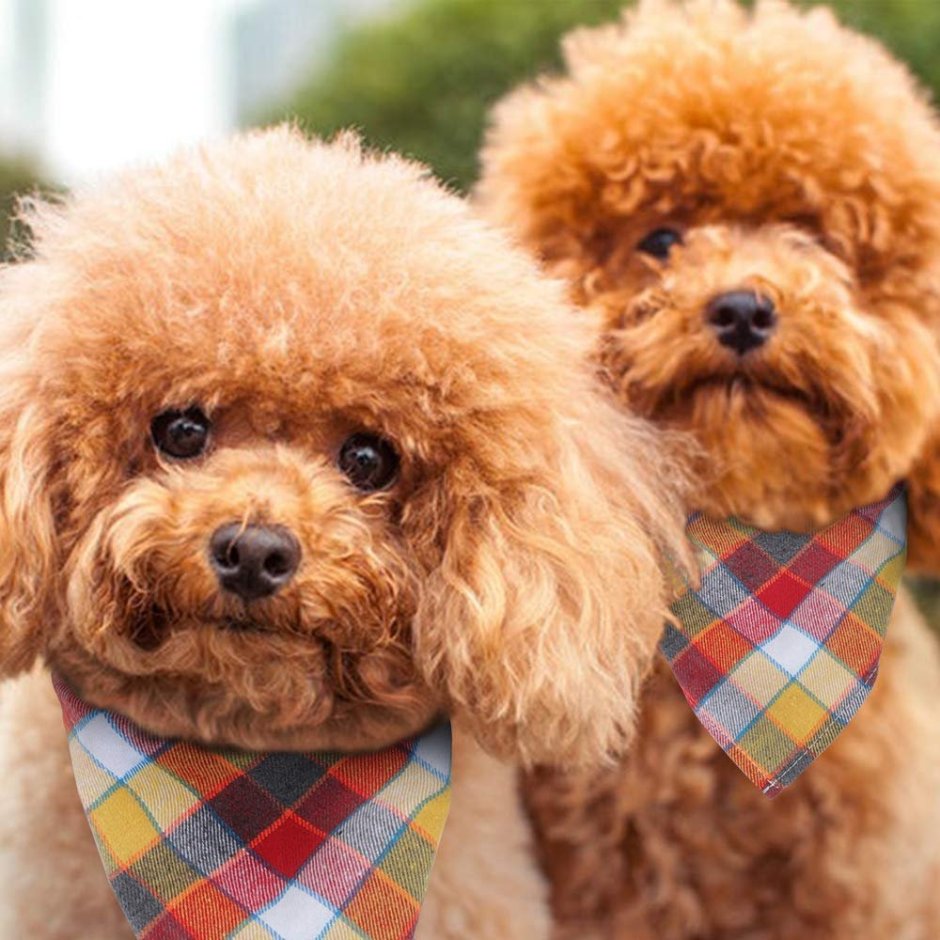 Флаффи пудель