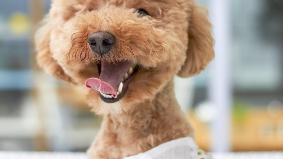 Персиковый пудель