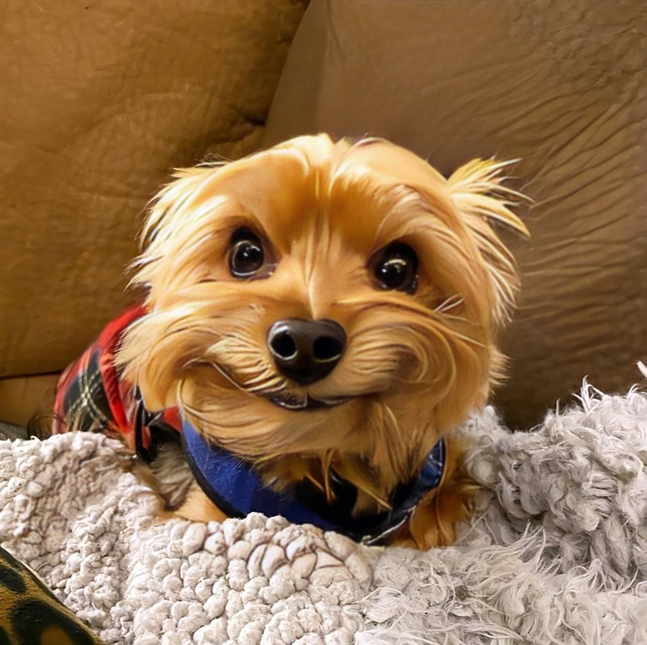 Маленькая собачка улыбается бигуди