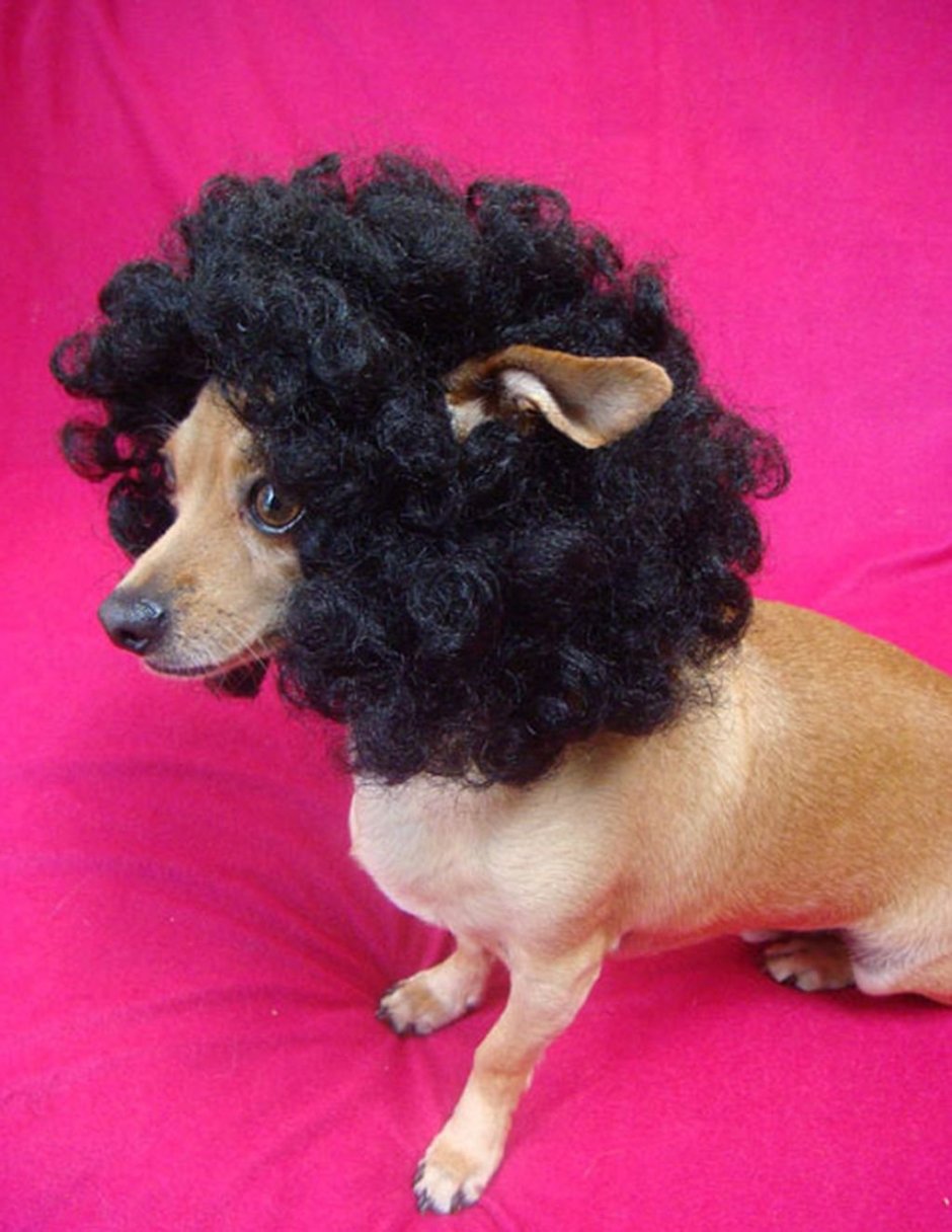 Кудрявая собака смешная