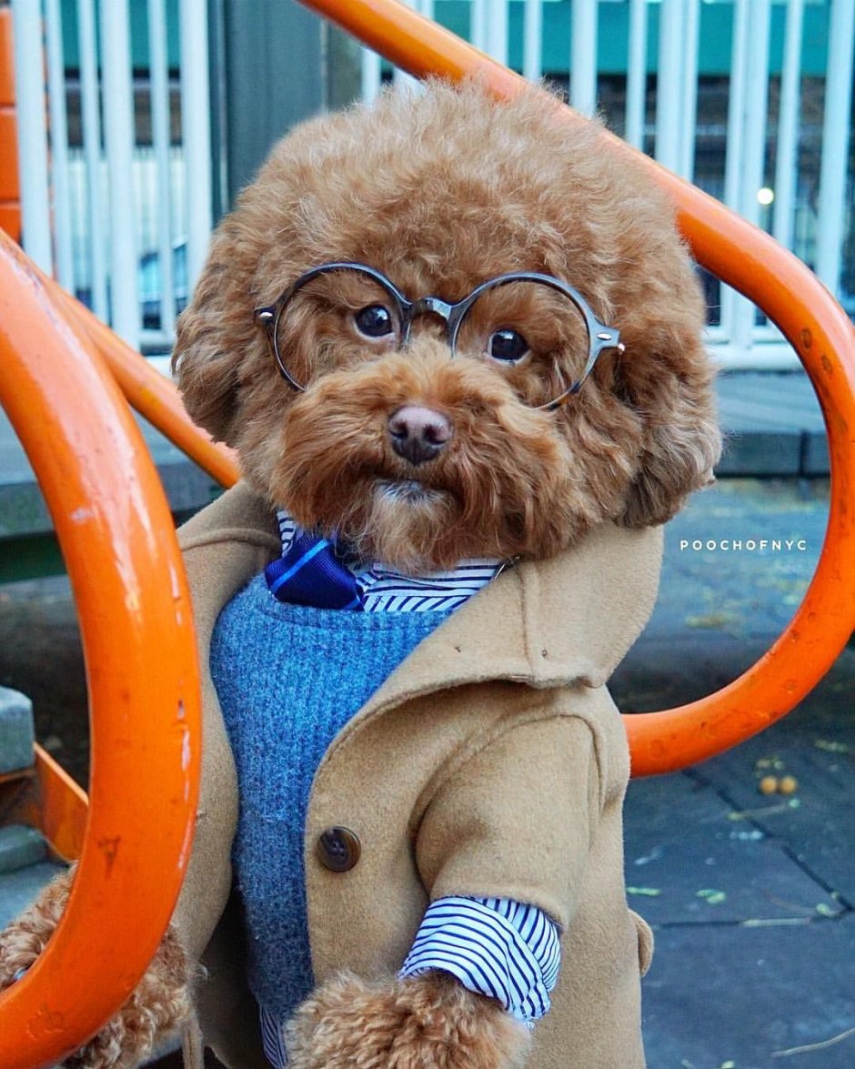 Пудель рыжий смешной