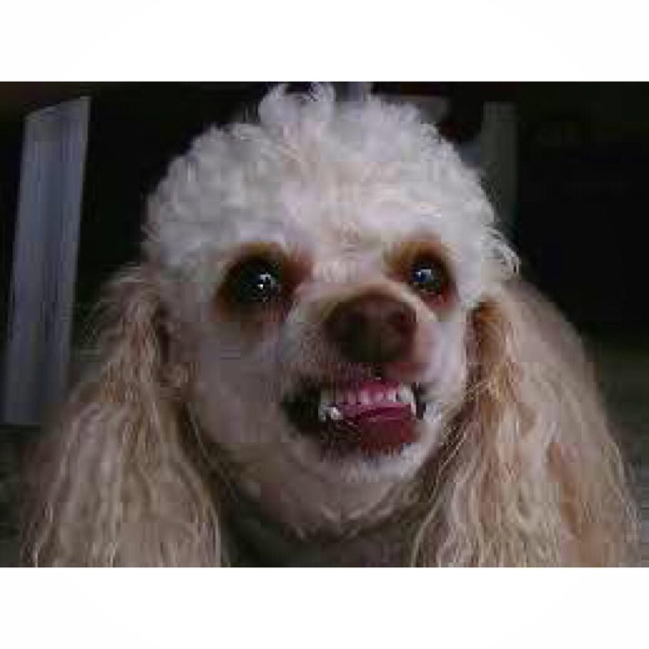 Карликовый пудель улыбака