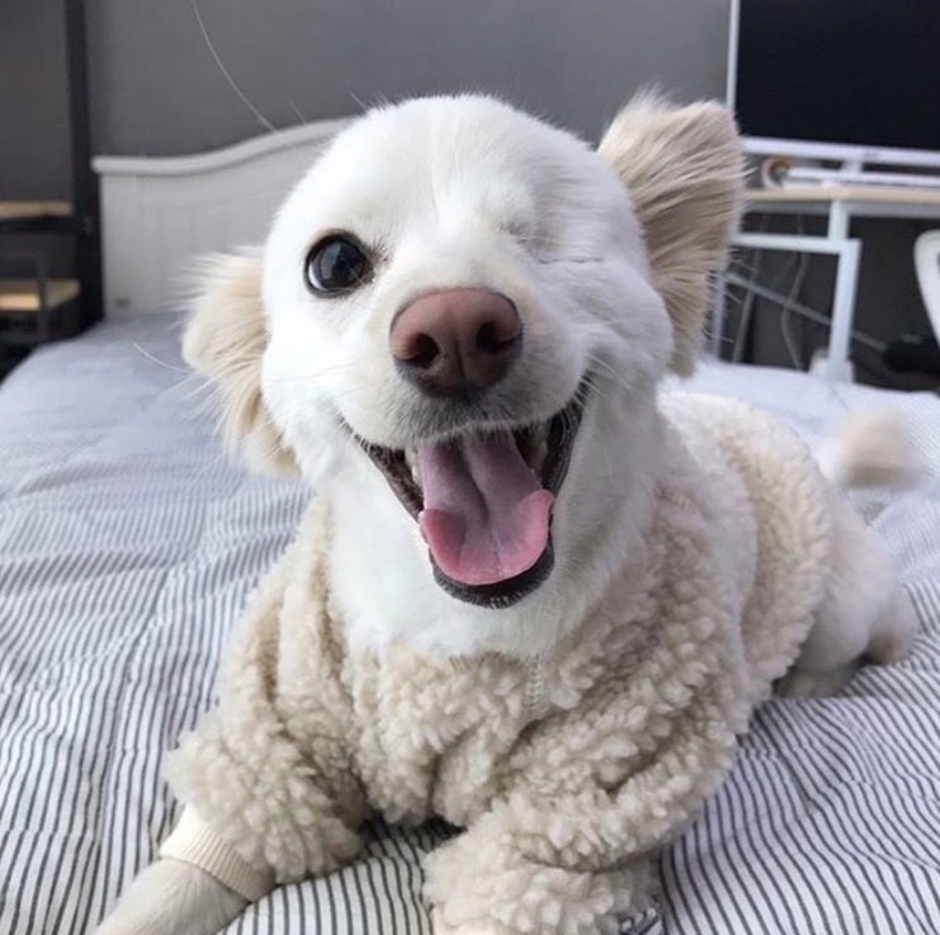 Смешная белая собака