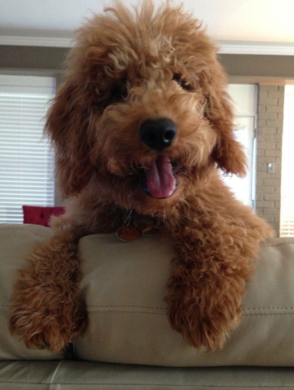 Лабрадудель и пудель