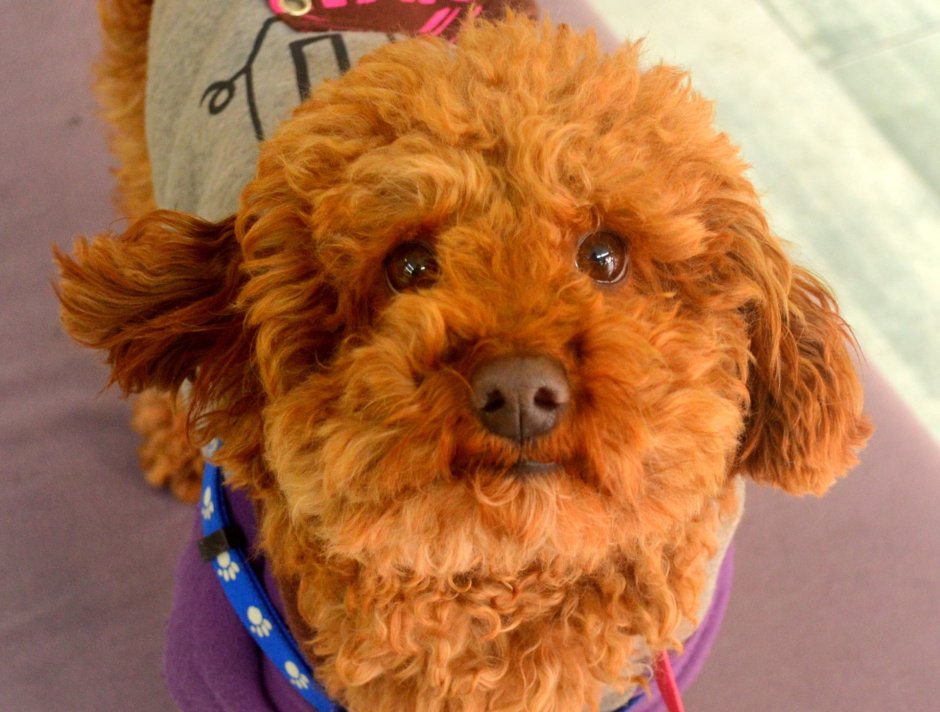 Рыжий лохматый пес