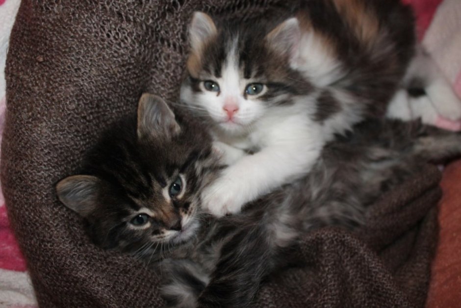 Котики беспородные