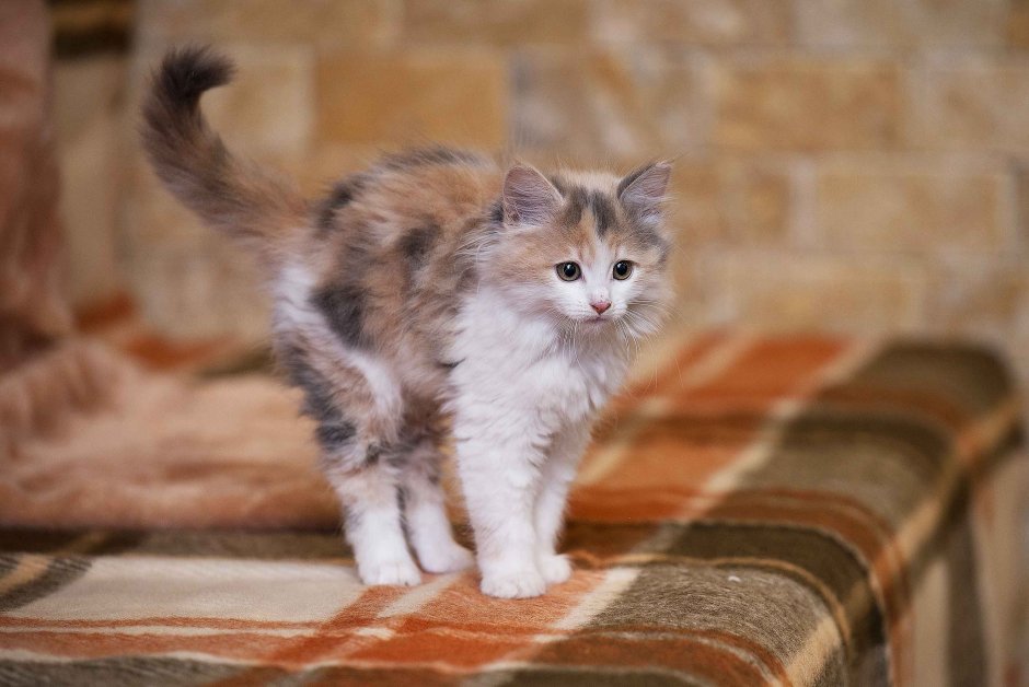 Беспородные котята красивые