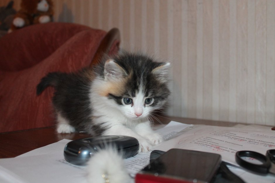 Котята дворняжки
