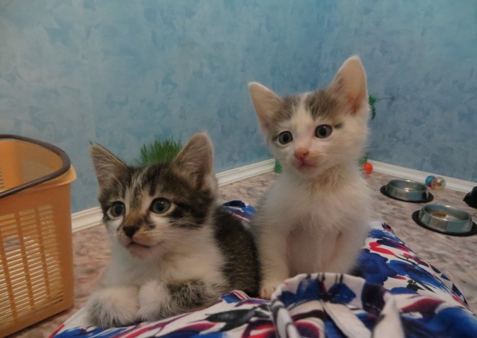 Котята мы