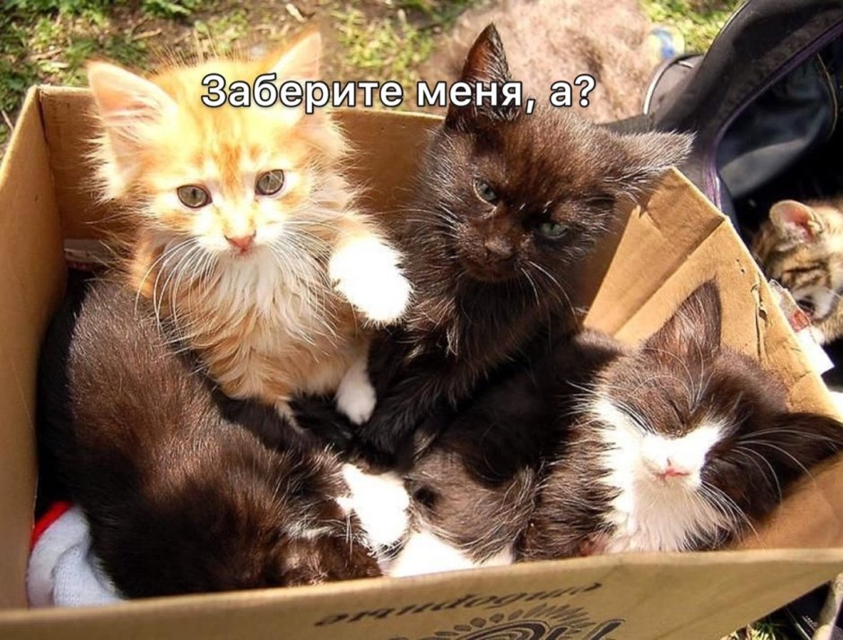Животные на птичьем рынке