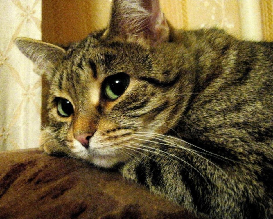 Европейская короткошерстная кошка Камышовая