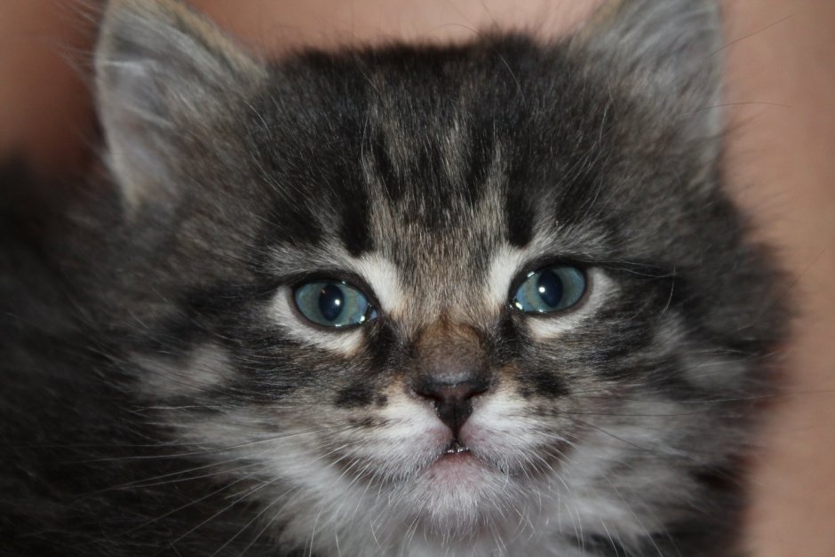 Котики беспородные
